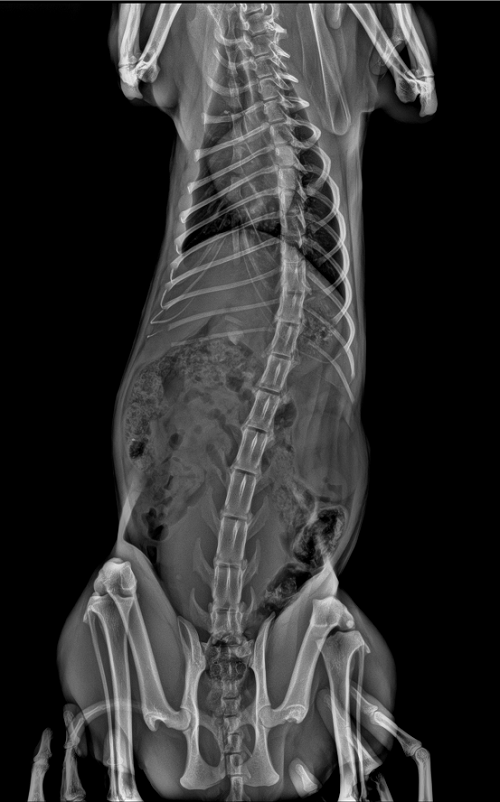 X-ray görüntü 2