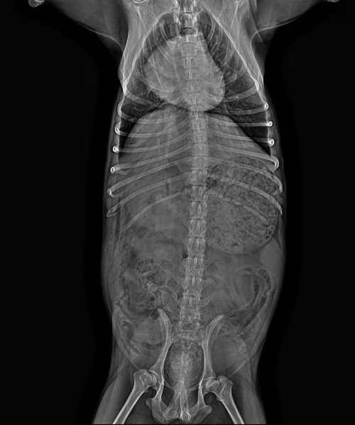 X-ray görüntü 1