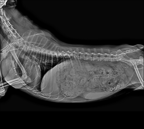 X-ray görüntü 3